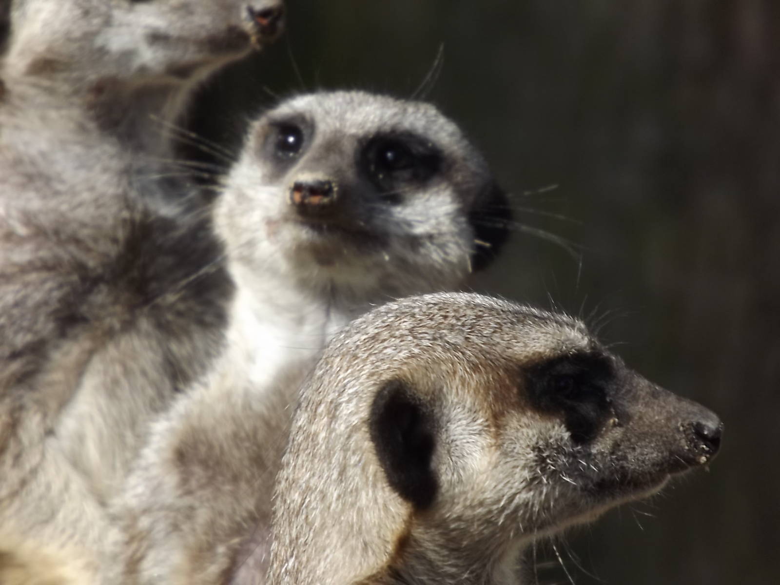 Slender-Tailed Meerkats at Knowley Safari Park 08/09/12