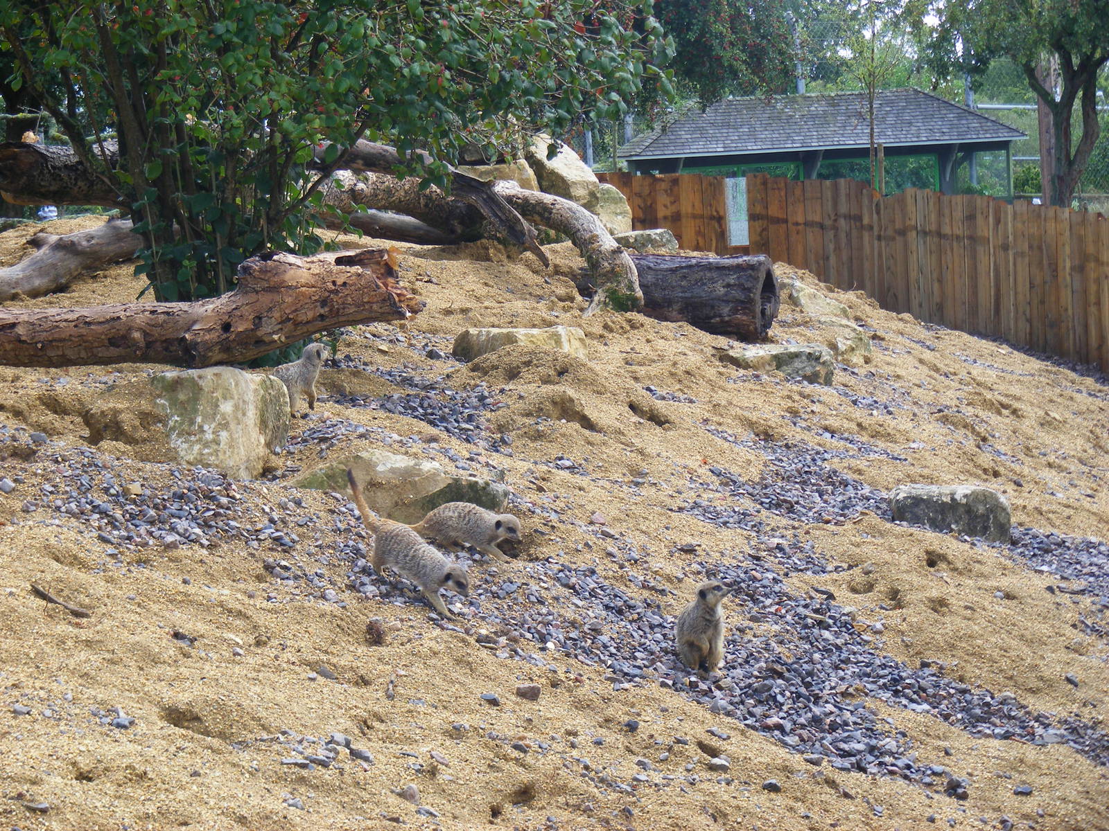 Slender-tailed meerkats in their new enclosure at Marwell Wildlife, 7 Augus