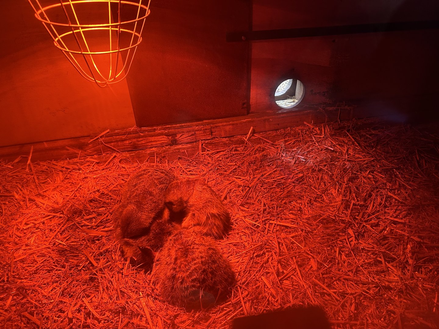 Slender-tailed Meerkats (Suricata suricatta)