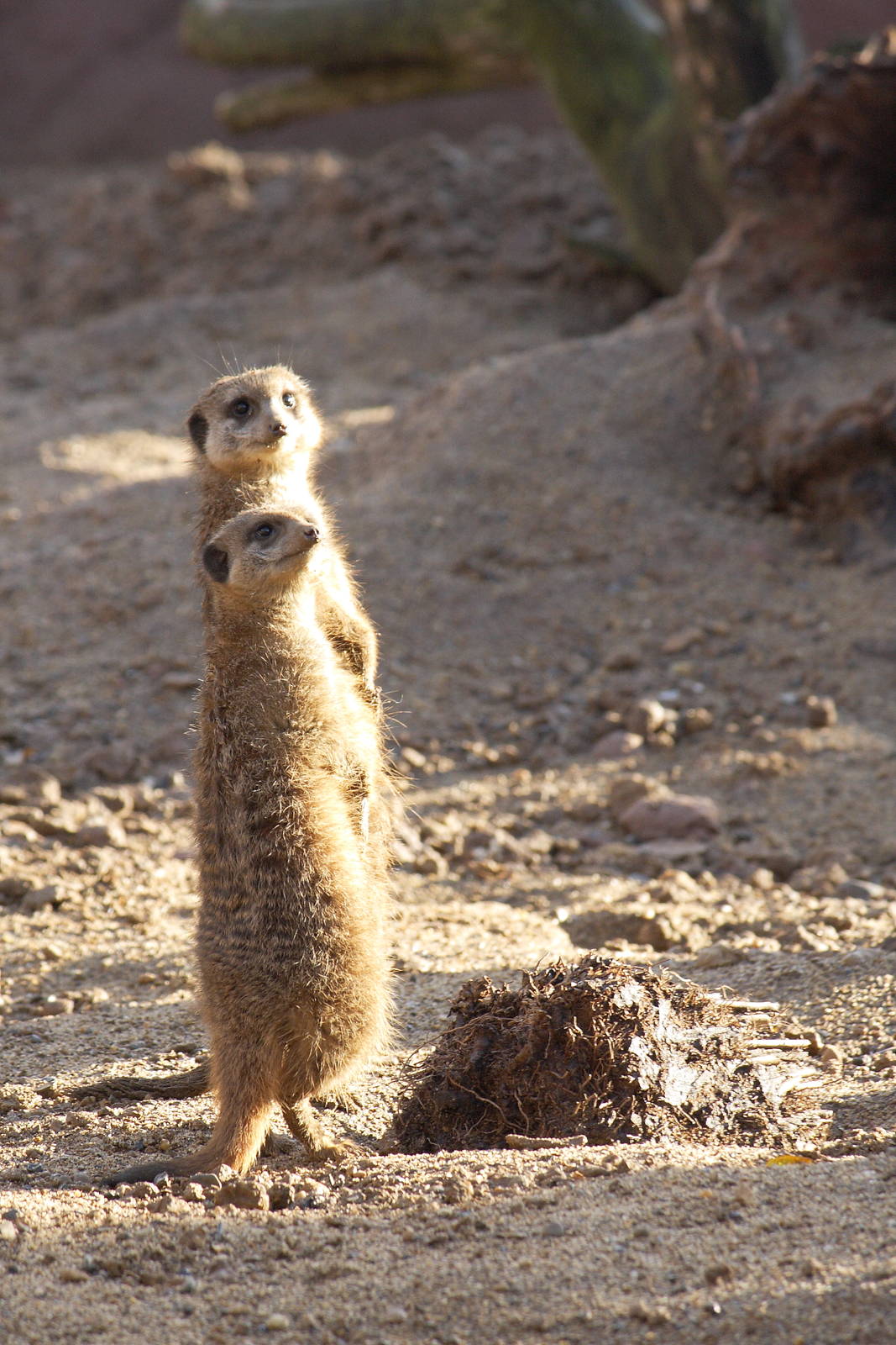 Slender-tailed meerkats