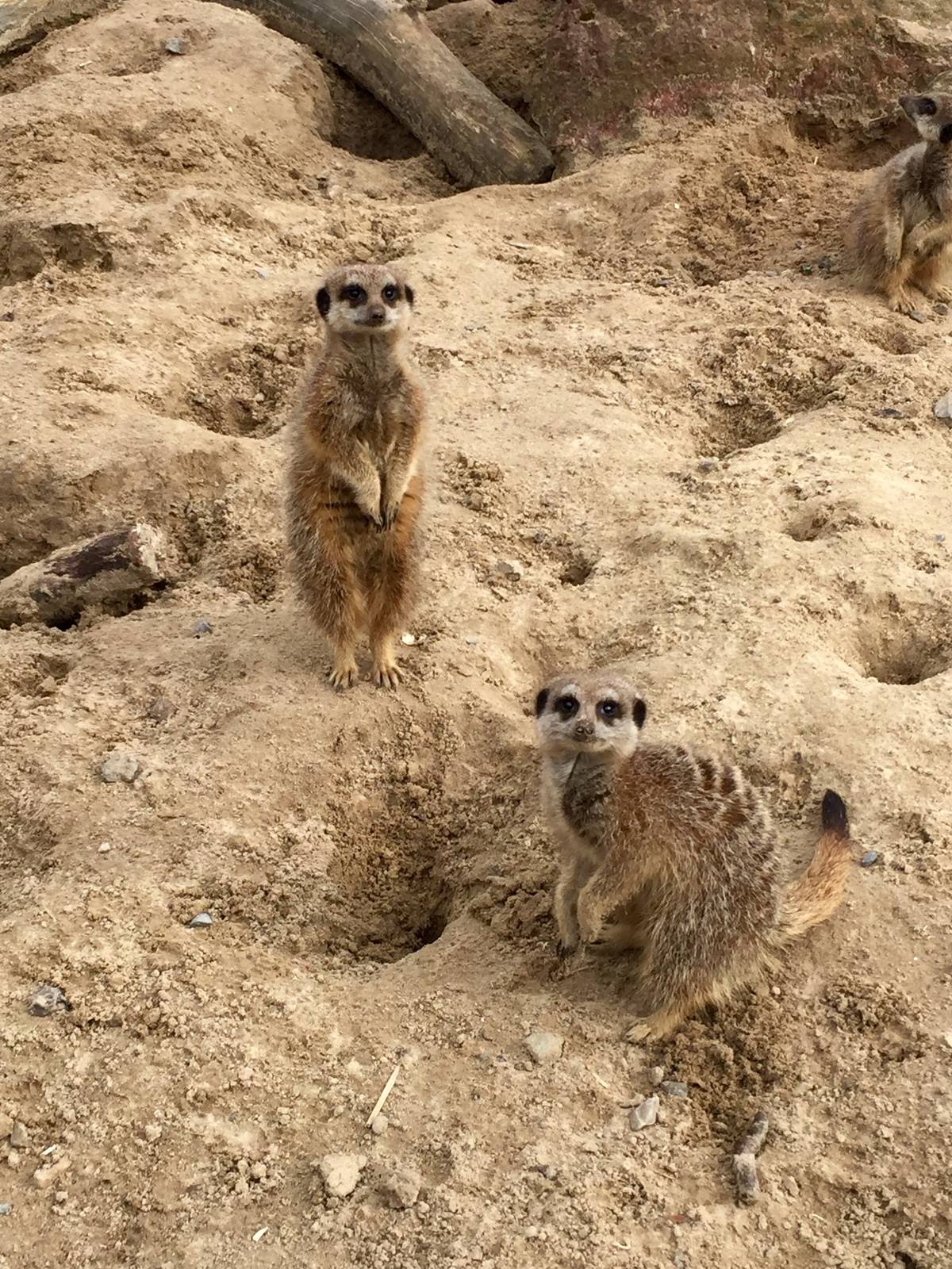 Slender Tailed Meerkats