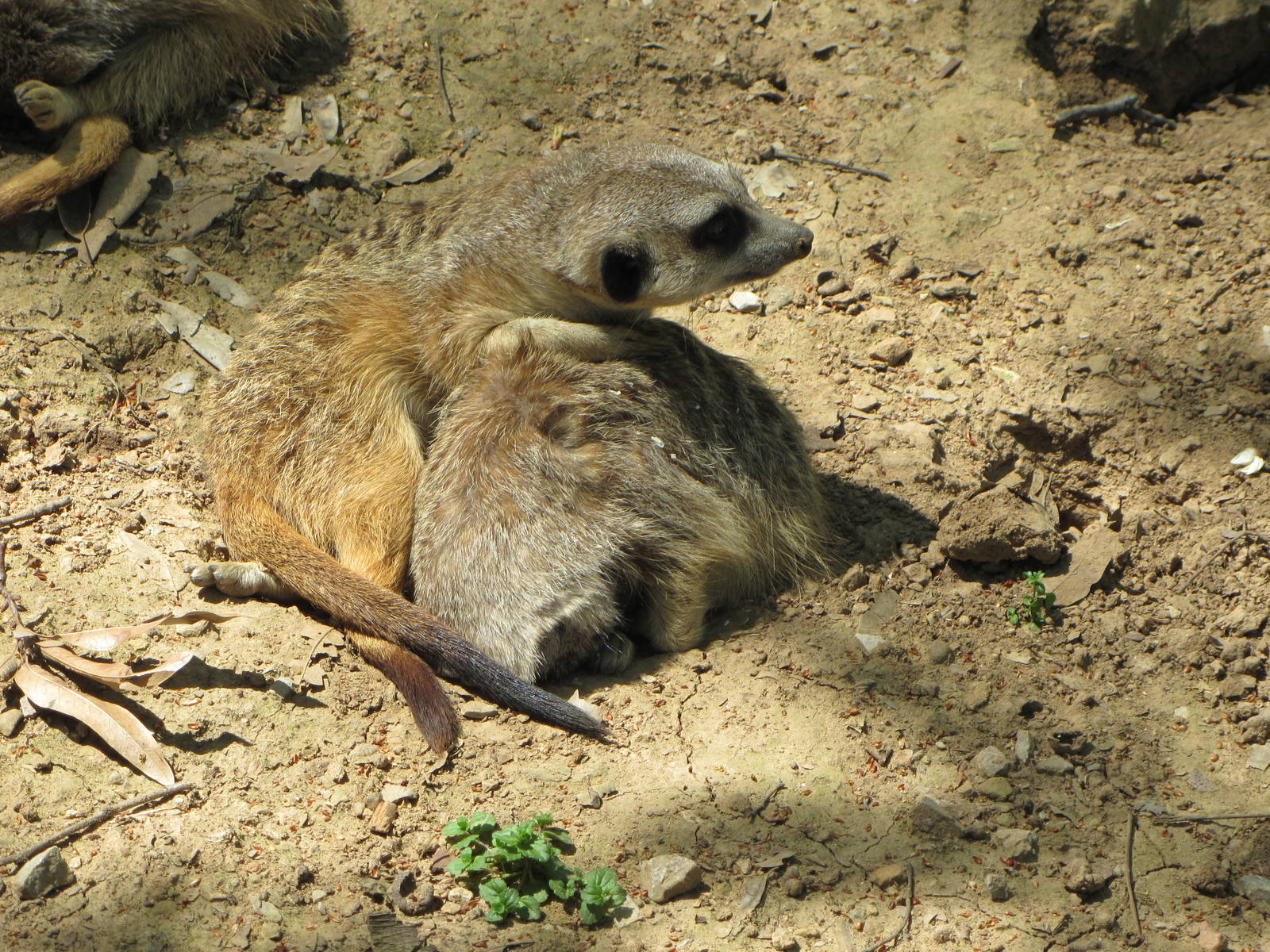 Slender-tailed Meerkats