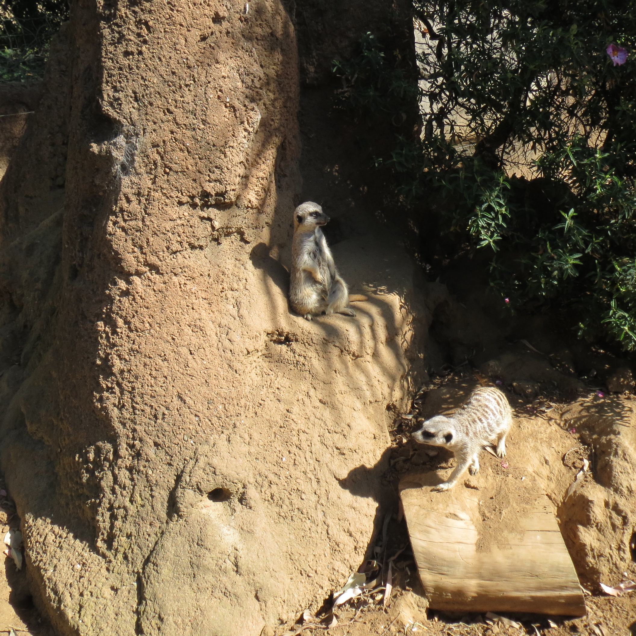 Slender Tailed Meerkats