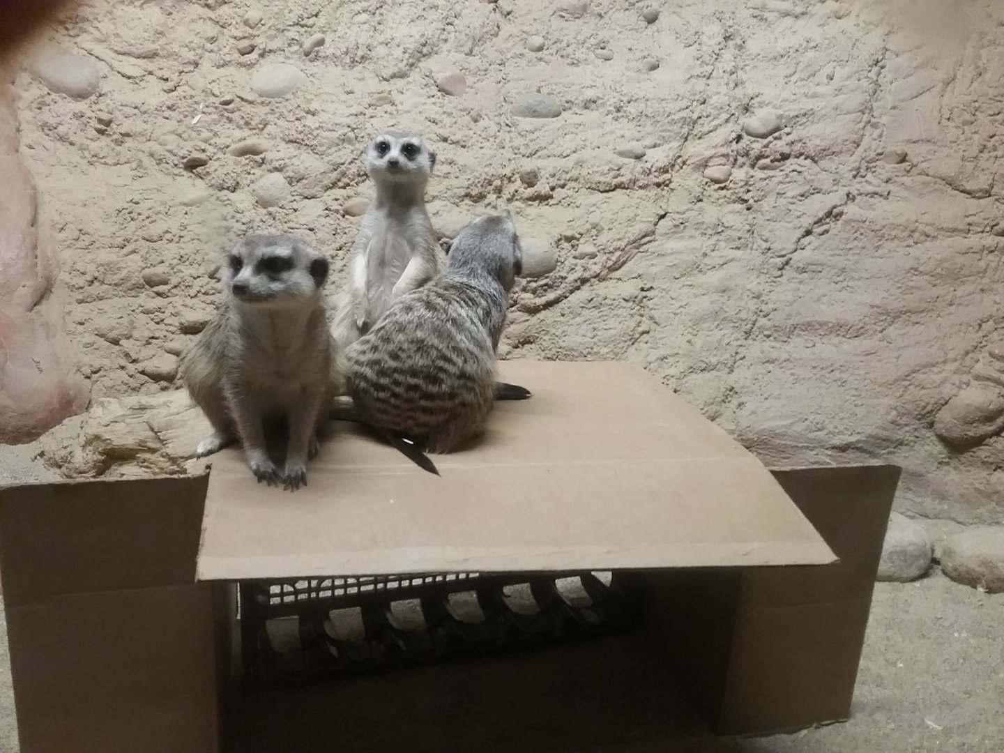 Slender-tailed Meerkats