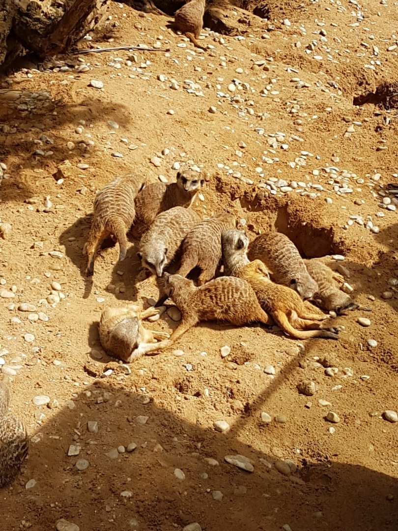 Slender Tailed Meerkats