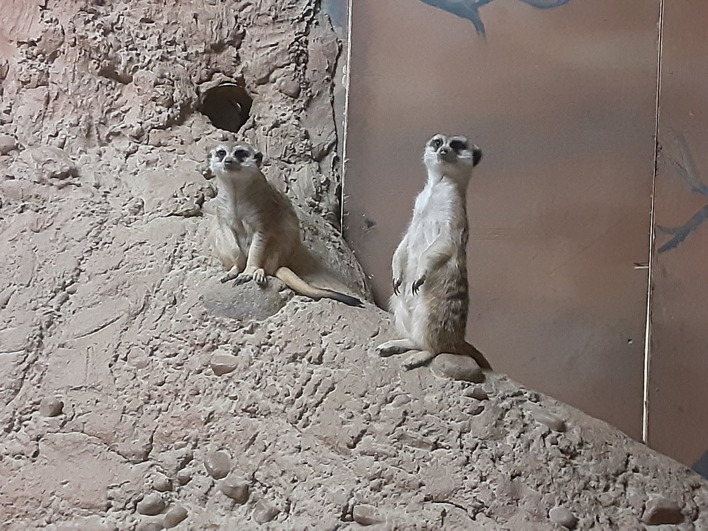 Slender-tailed Meerkats