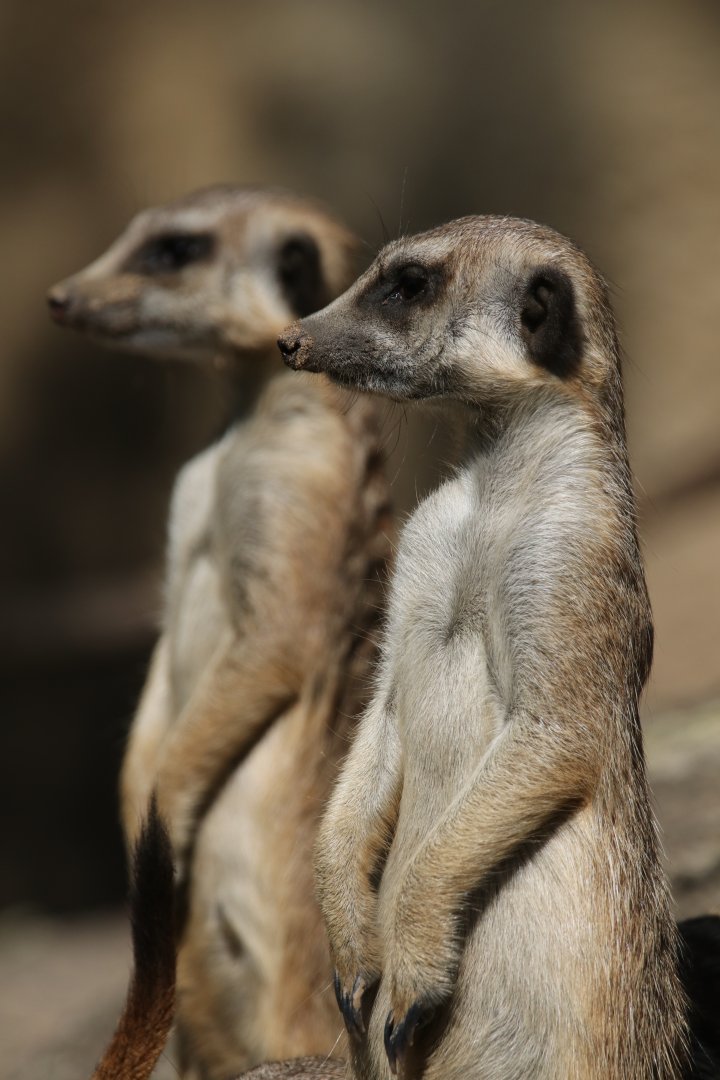 Slender tailed meerkats