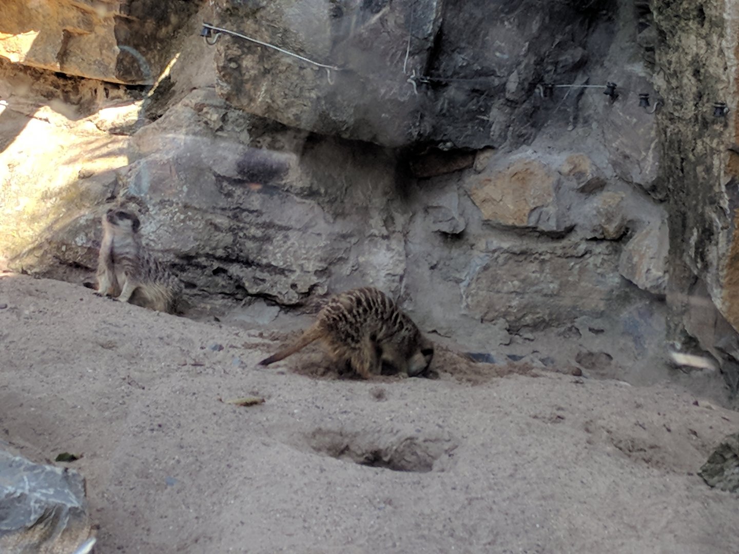 Slender tailed Meerkats