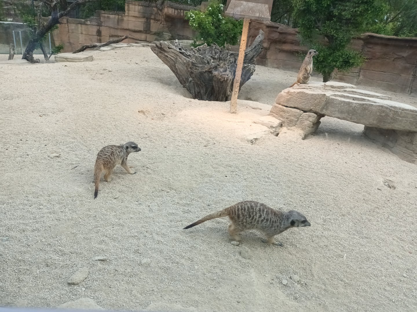 Slender tailed Meerkats