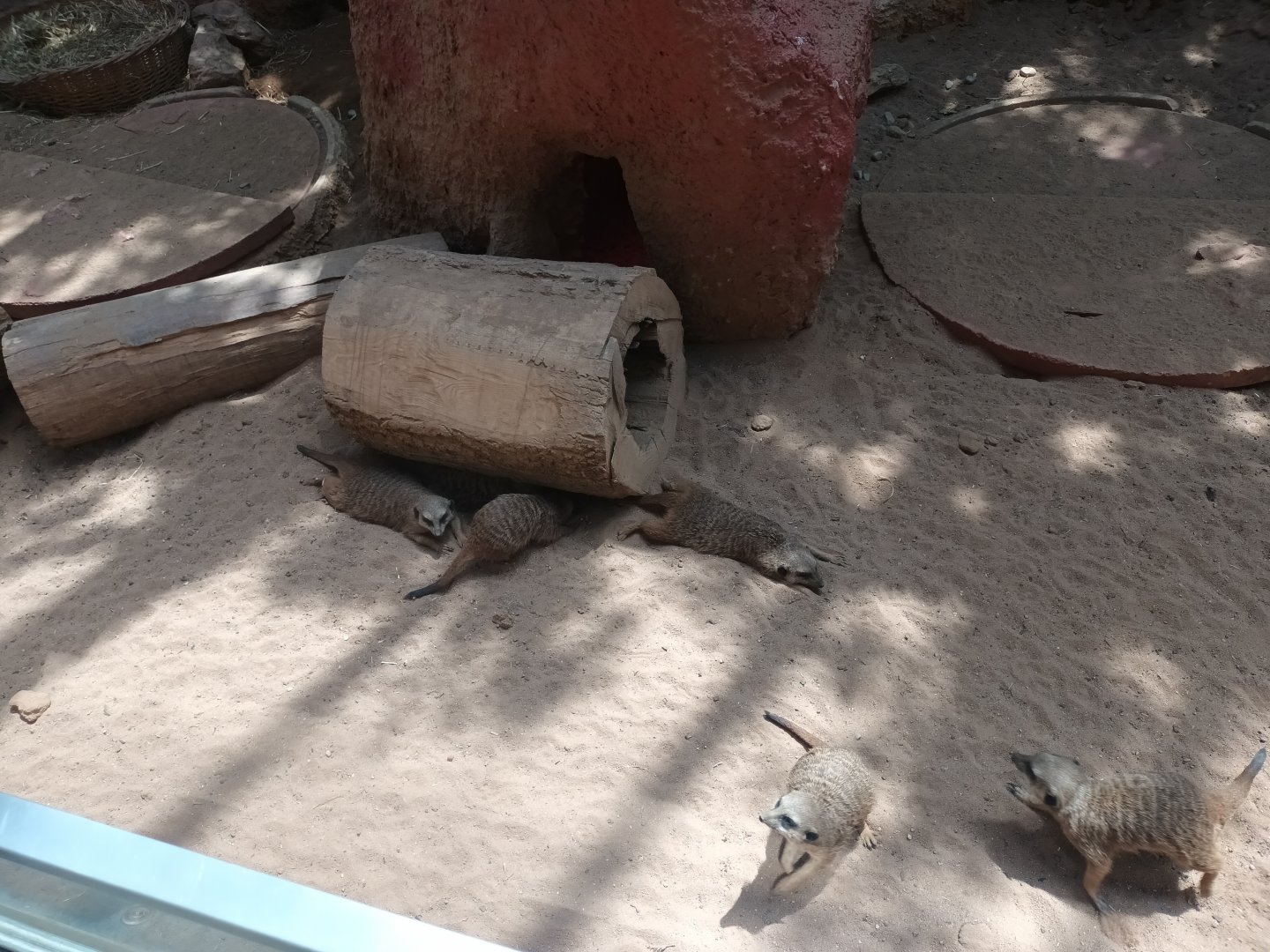 Slender tailed Meerkats