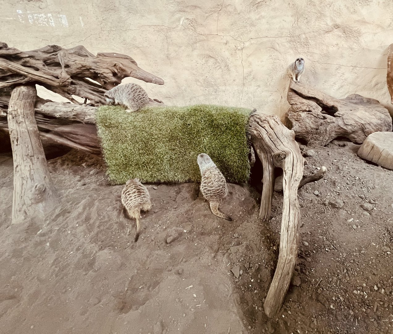 Slender-Tailed Meerkats