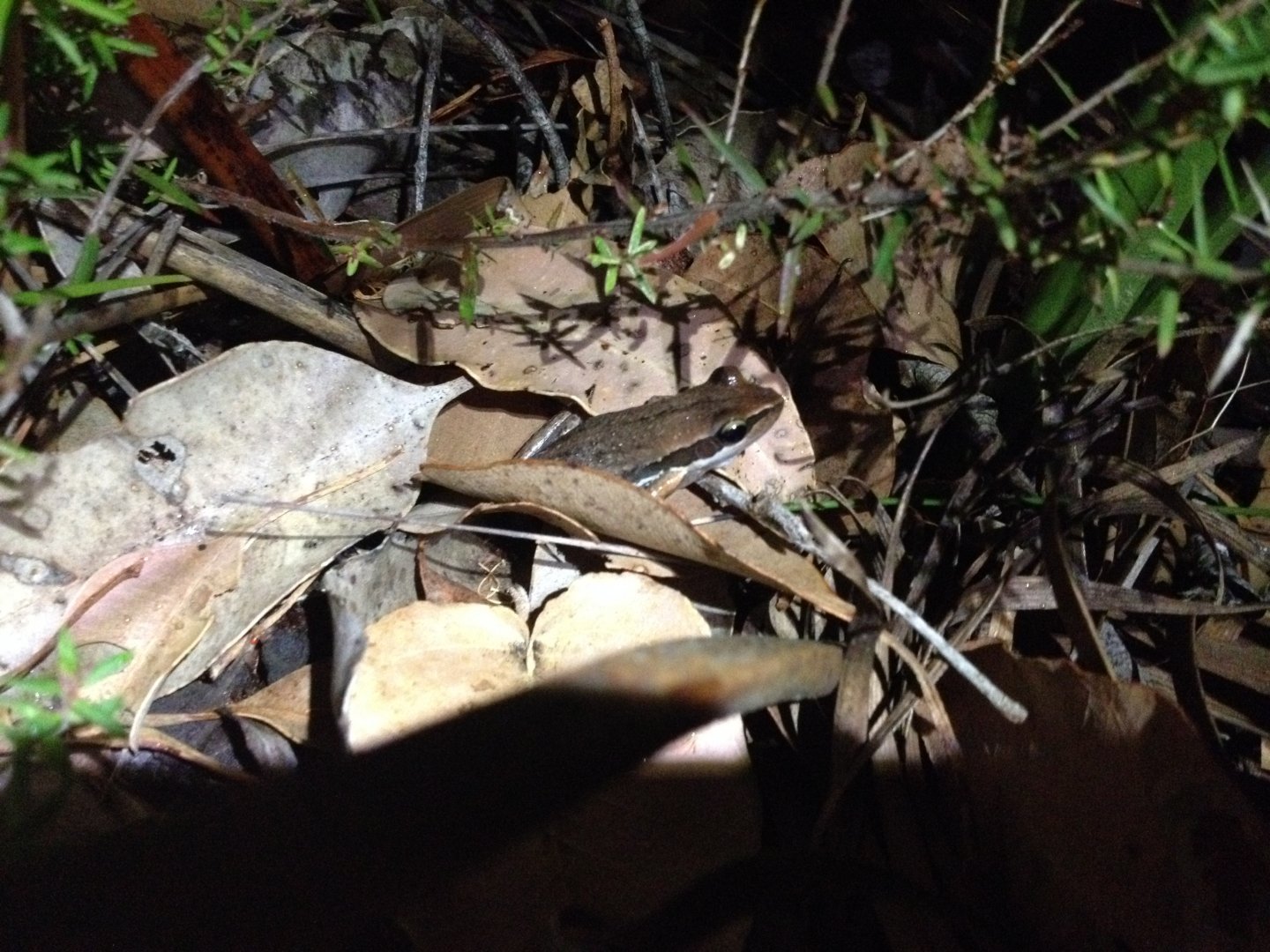 Slender Tree Frog (Litoria adelaidensis)