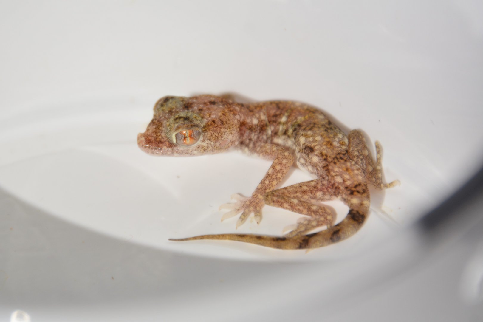 Slevin's sand gecko (Stenodactylus slevini)