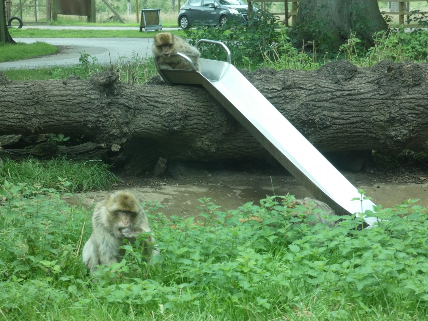 Slide in Barbary Macaque enclosure
