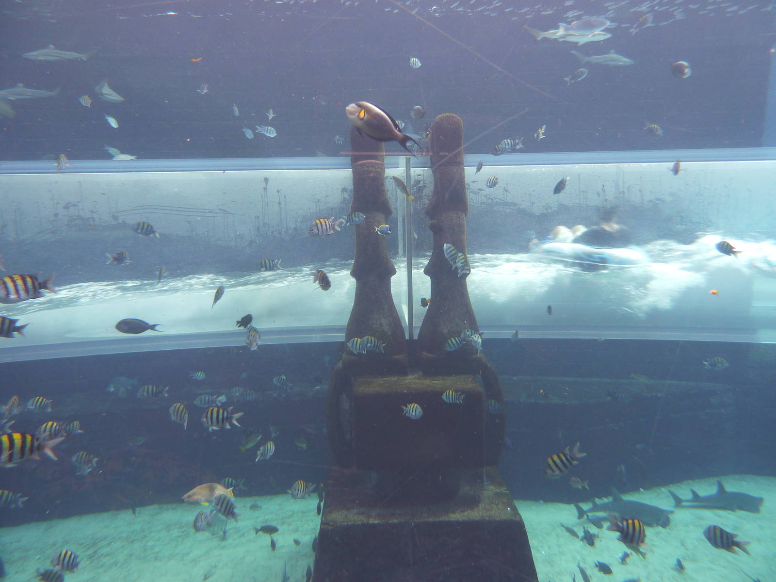 Slide tube in Aquaventure tank