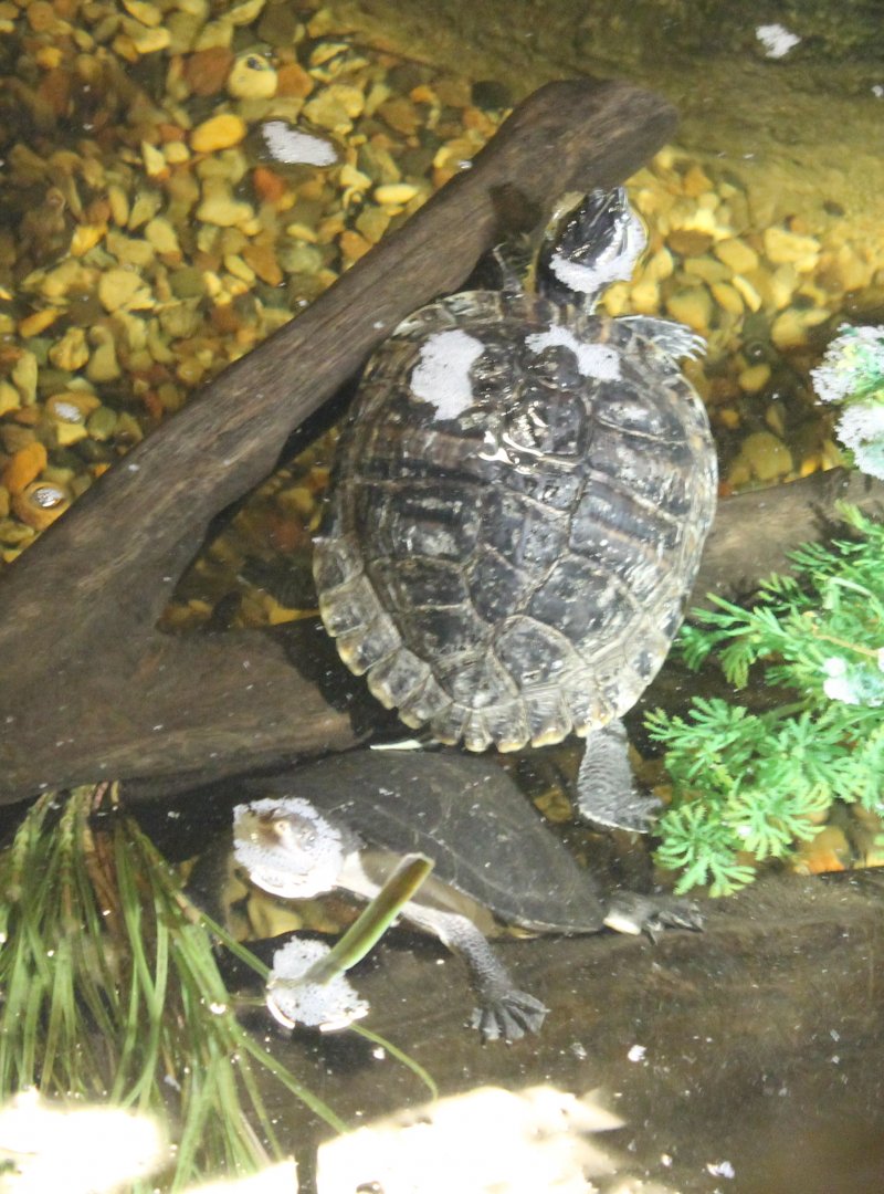 Slider and Toadhead turtle