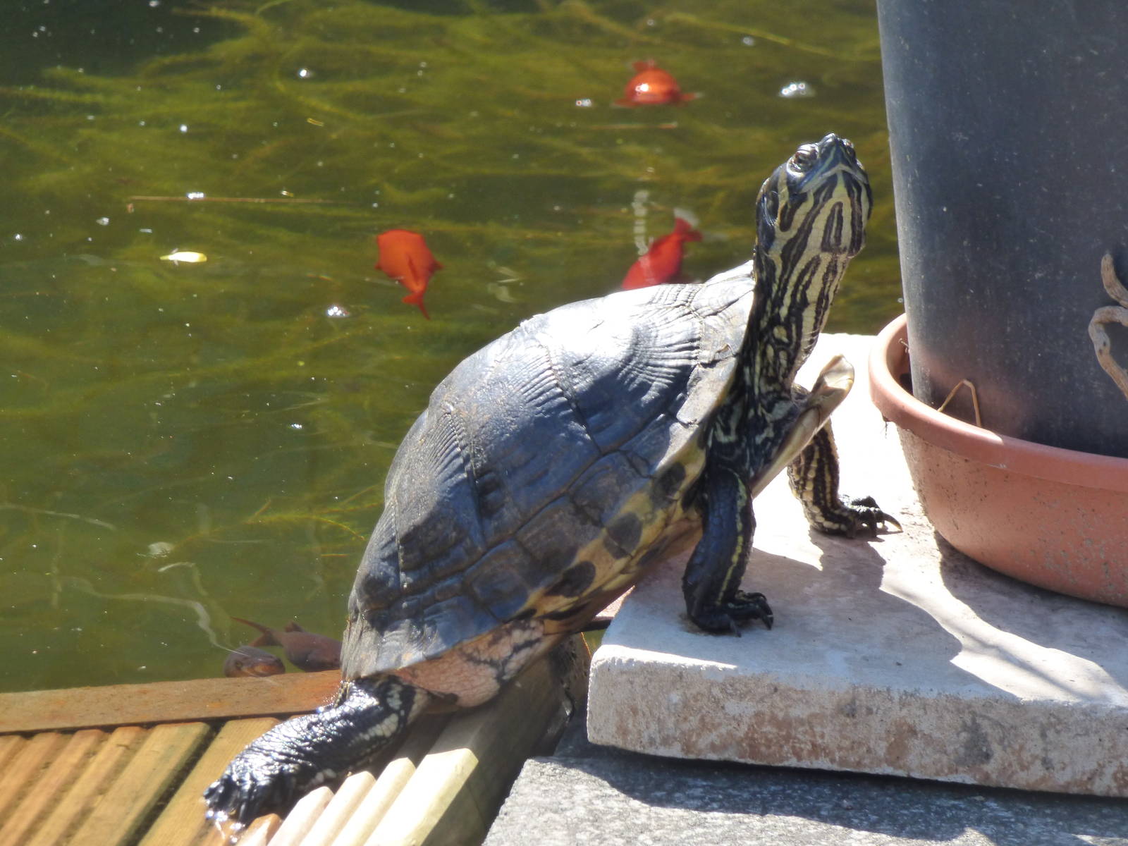 Slider in outdoor pond