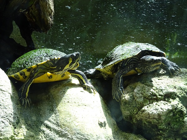 Slider species ID (Zoo Osnabruck)