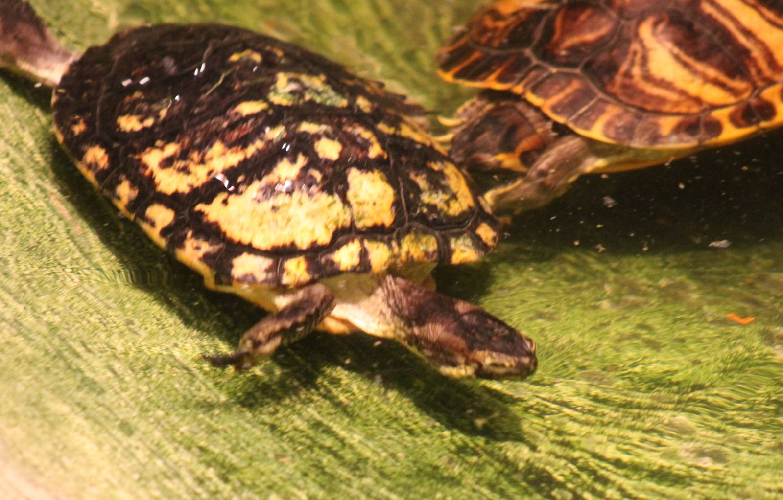 Slider species ID
