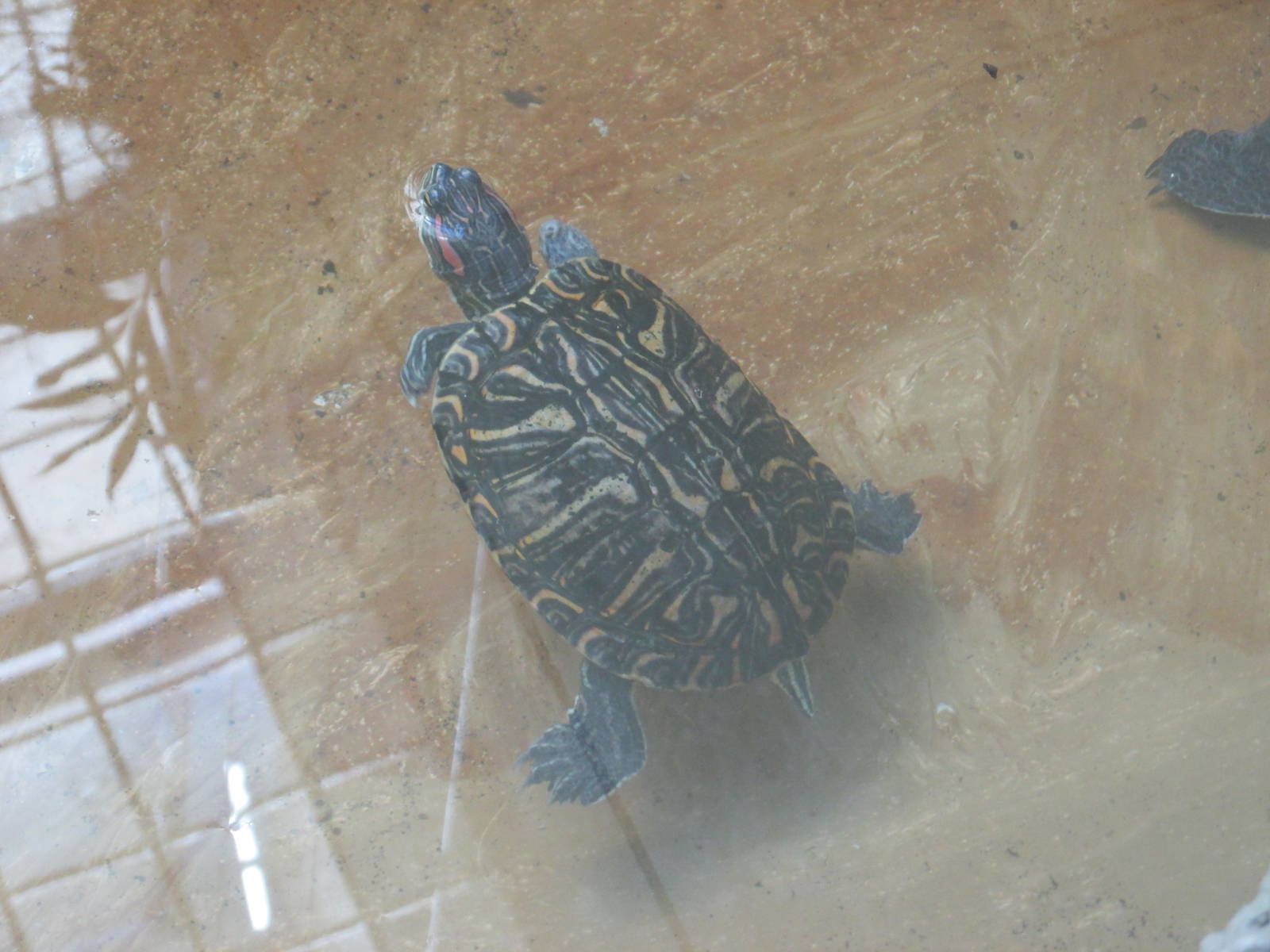 slider turtle acuario mendoza