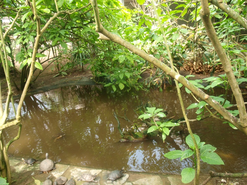 Slider turtle and koi pond (April 19th, 2015)