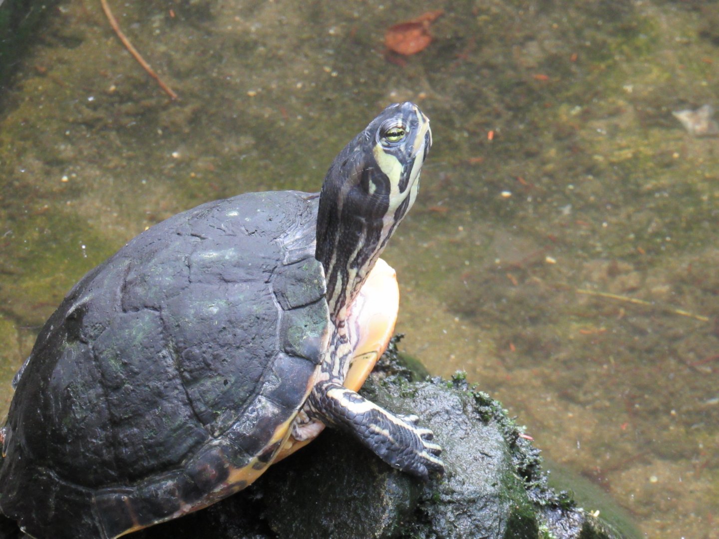Slider Turtle
