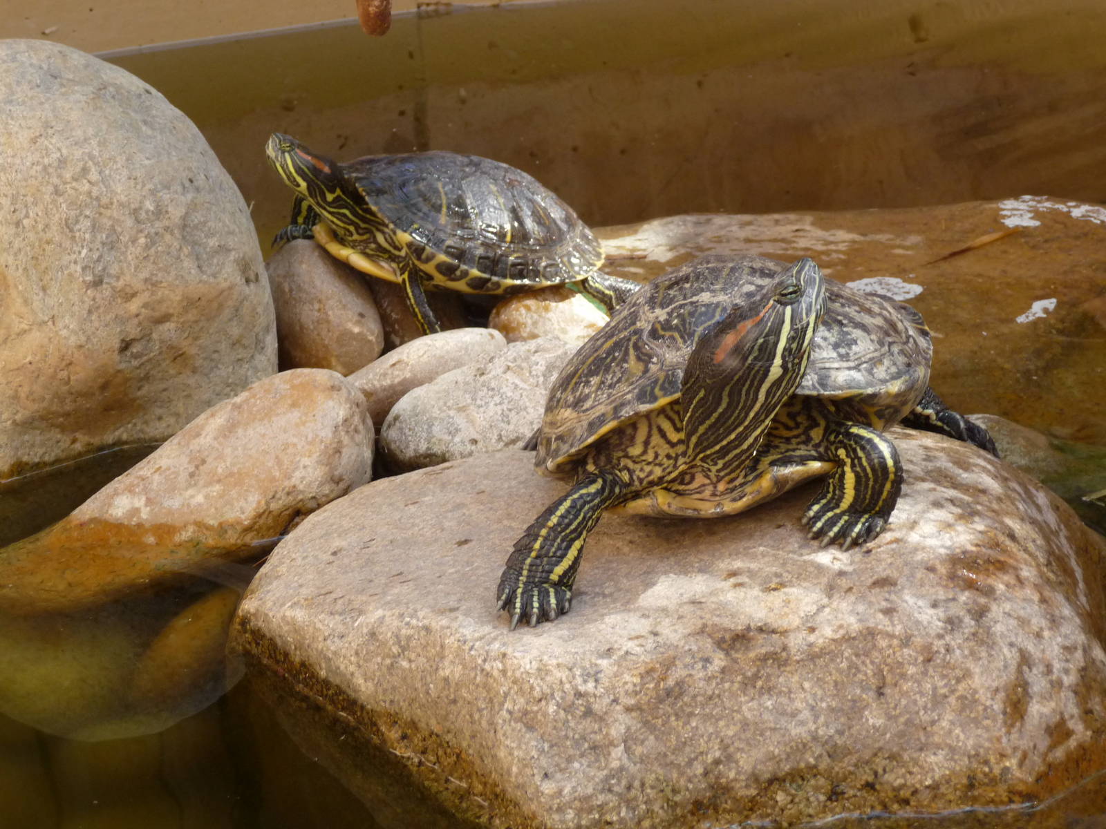 slider turtles acuario centro cultural tijuana
