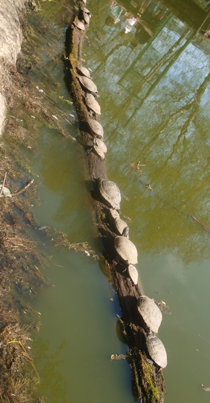 Slider turtles on a trunk (April 19th, 2015)