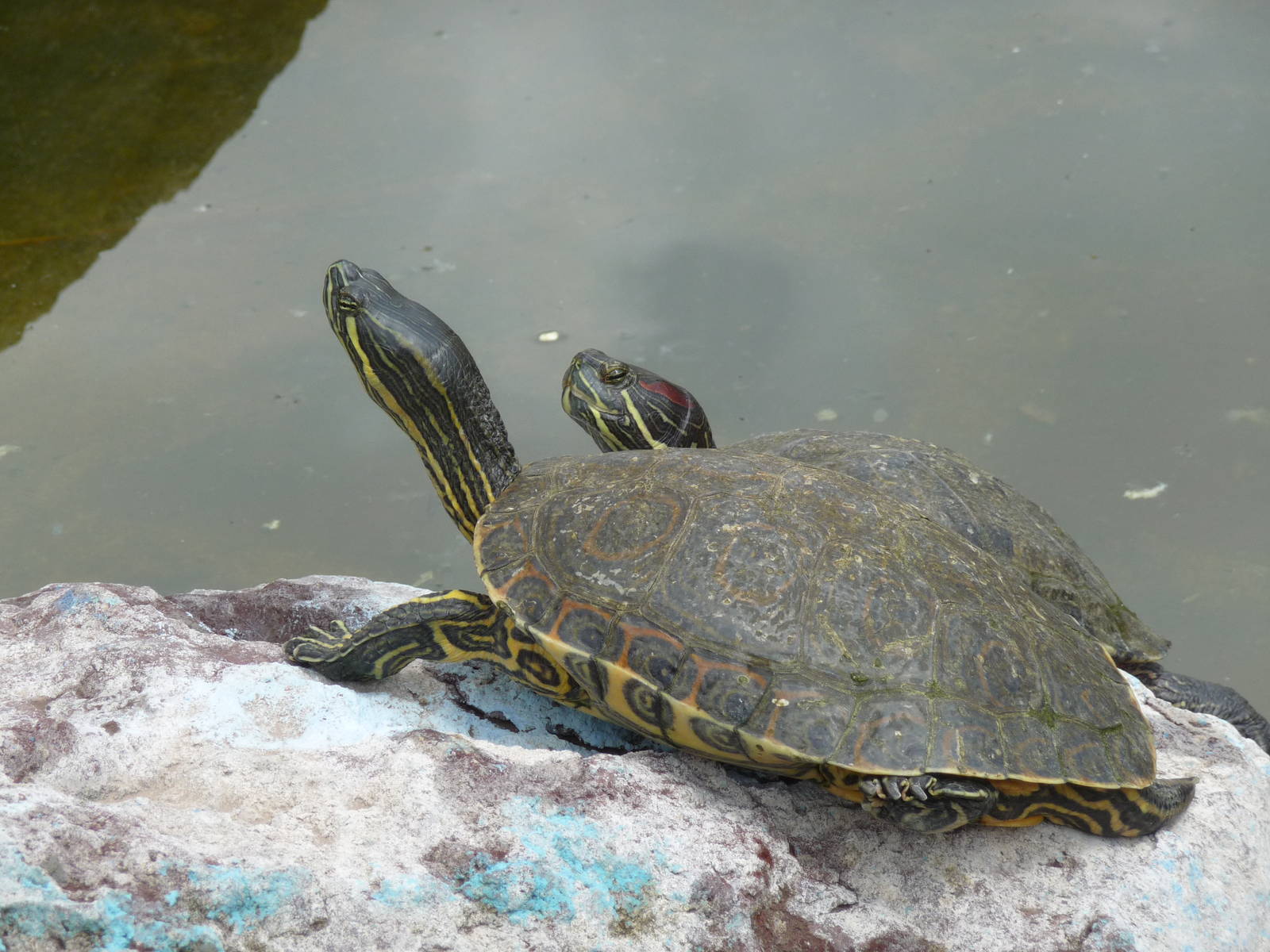 slider turtles zoologico de irapuato