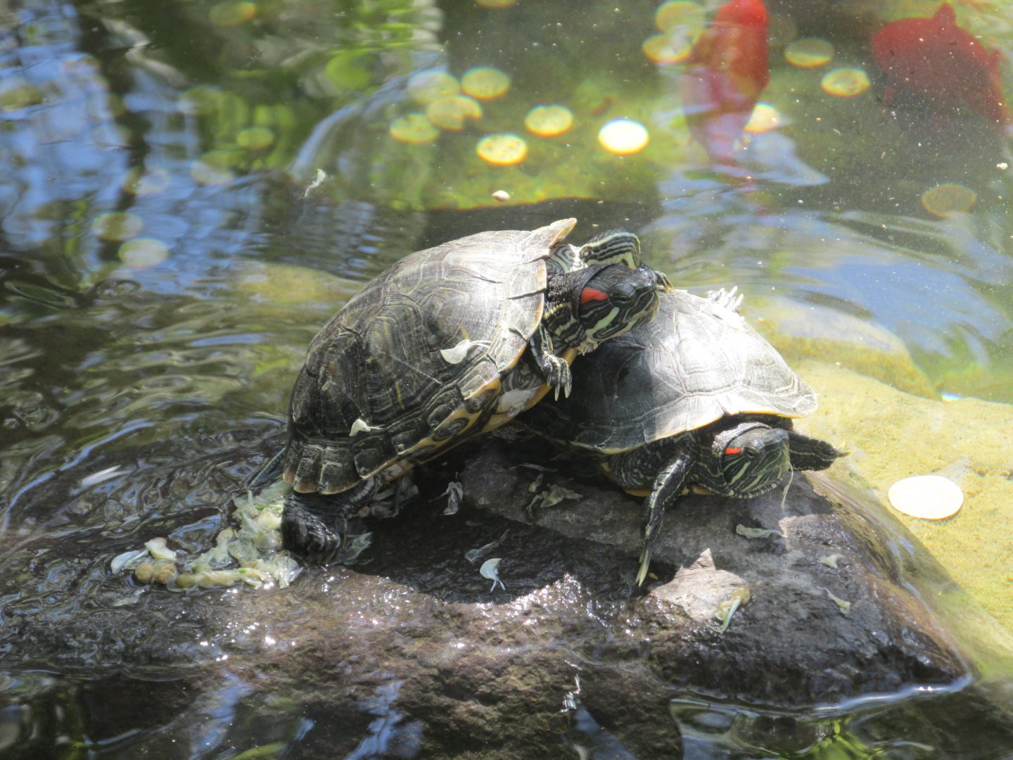 slider turtles