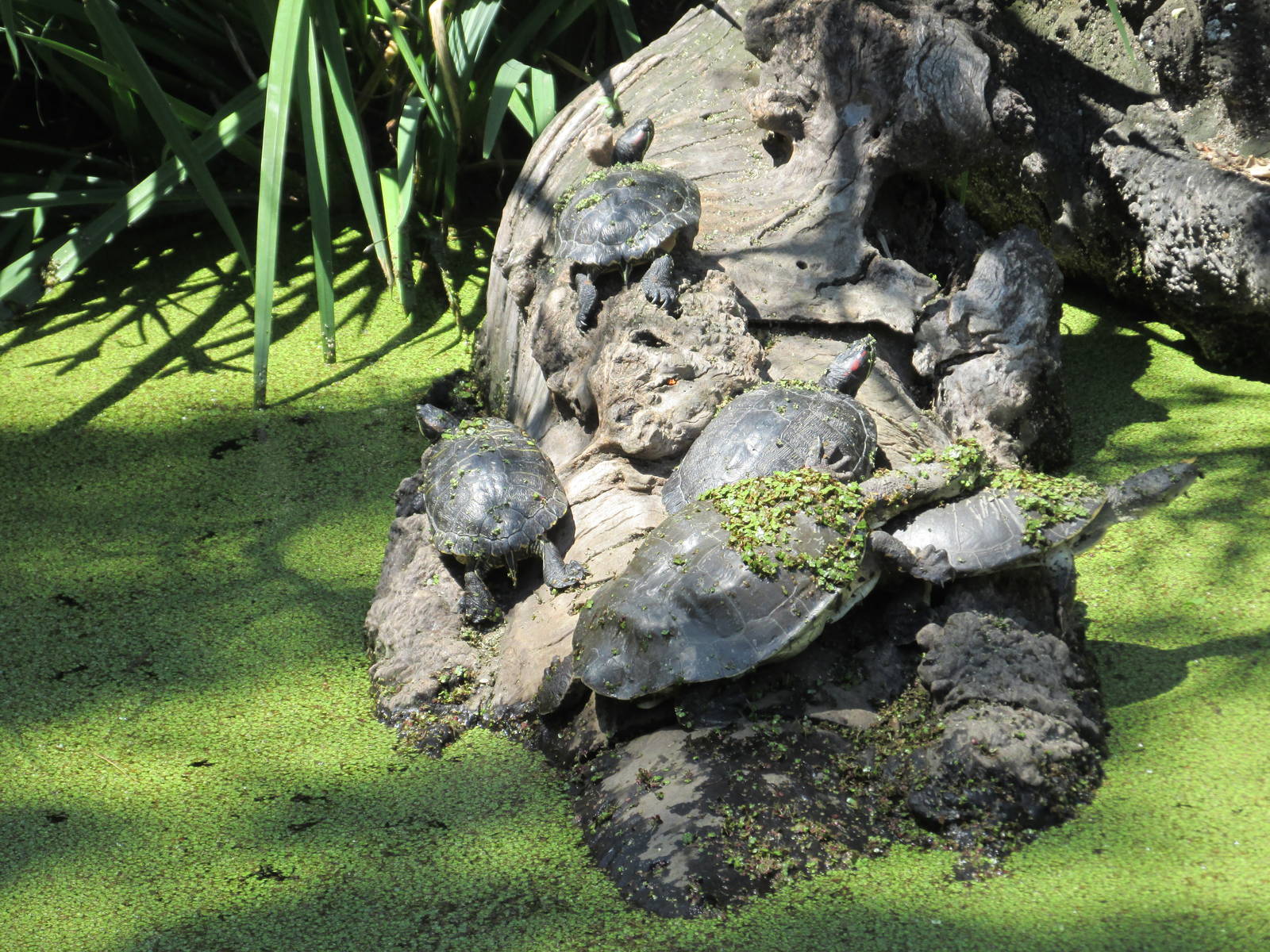 sliders and hilaires side necked turtles BA zoo