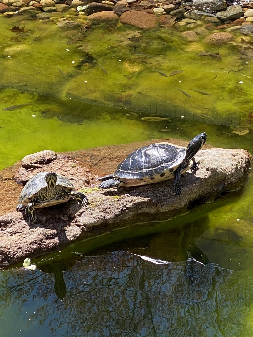 Sliders at riverside reptiles, ID?