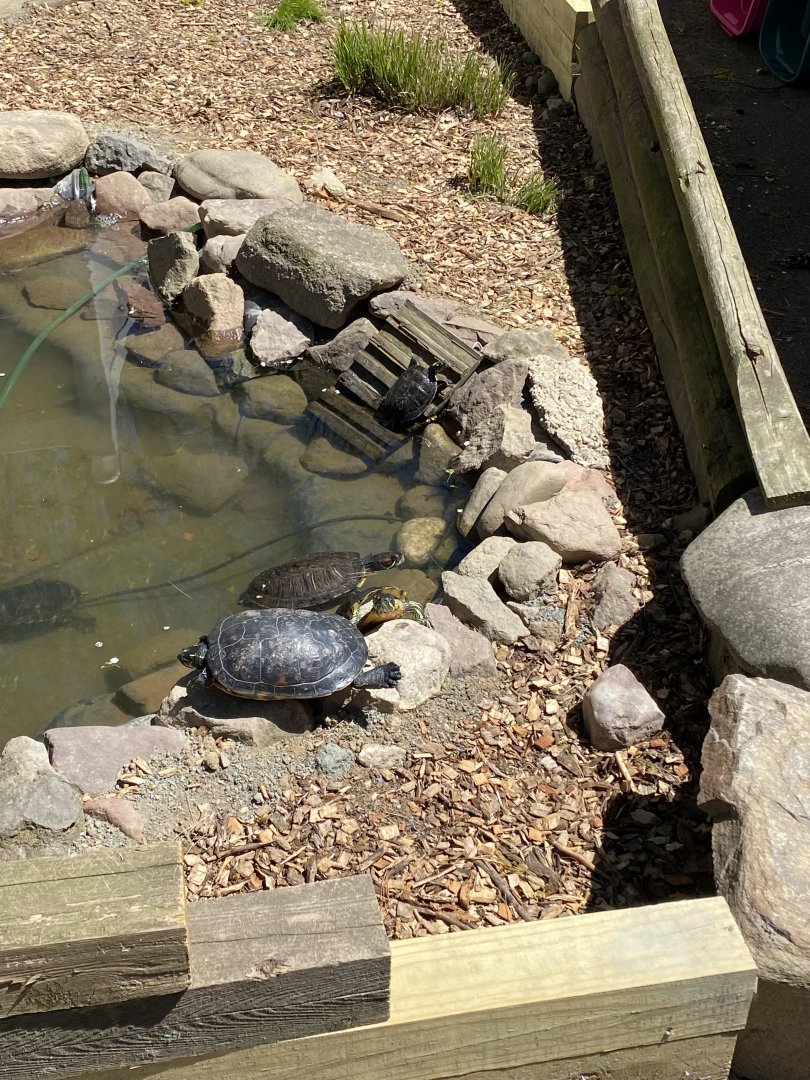 Sliders at Zoo in forest park, ID?
