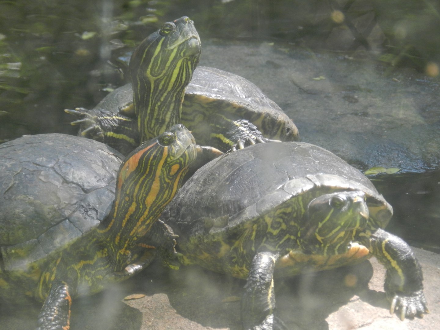 Sliders - Campinas zoo (BDJ)