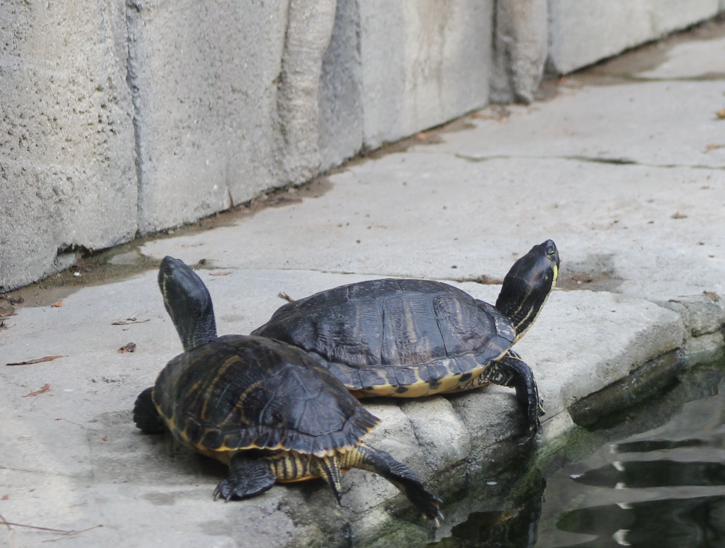 Sliders in Caiman-enclosure