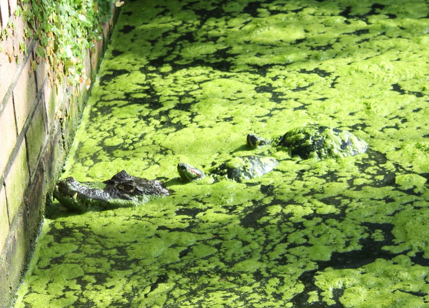 Sliders riding on a Caiman