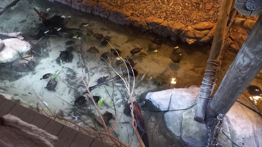 Sliders - São Paulo aquarium