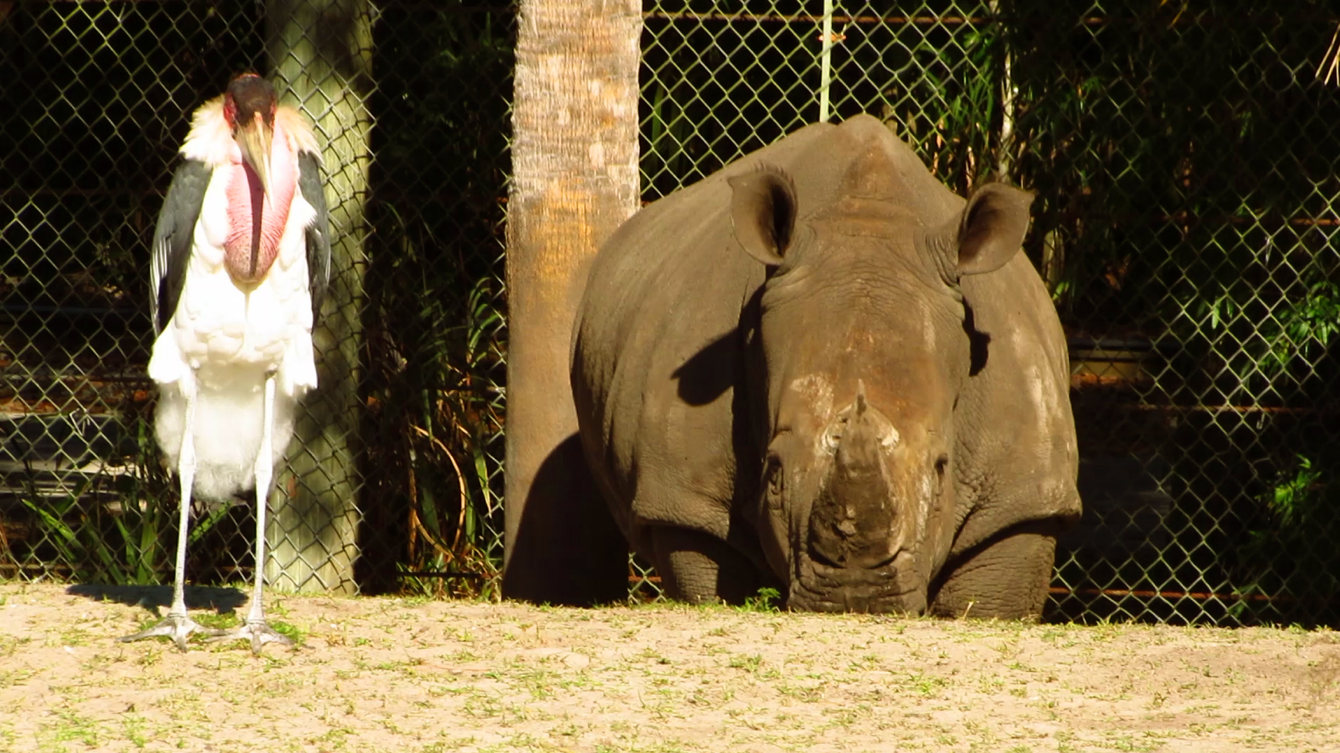 Slim & Gabby On Lookout Patrol