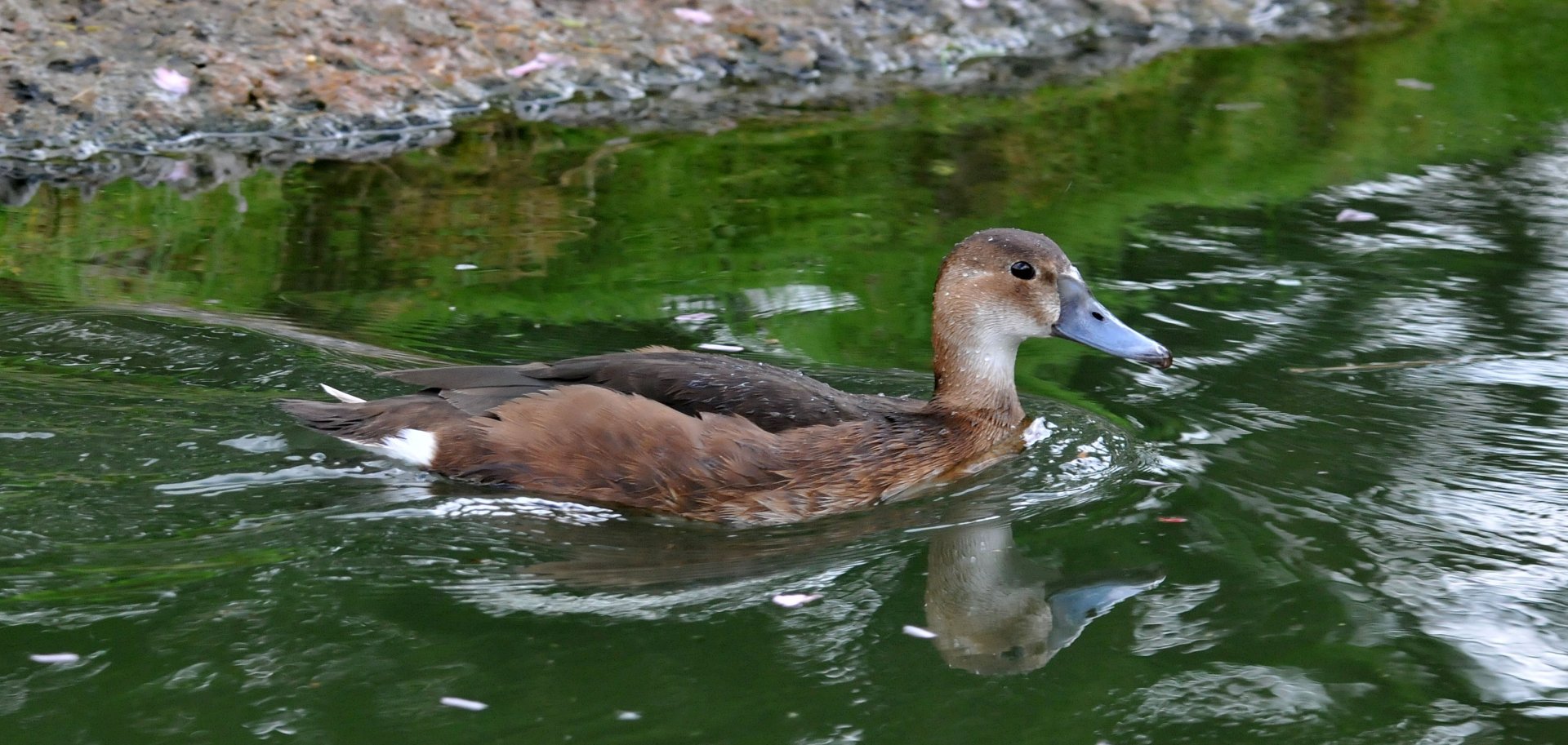 Slimbridge WWT identification please?