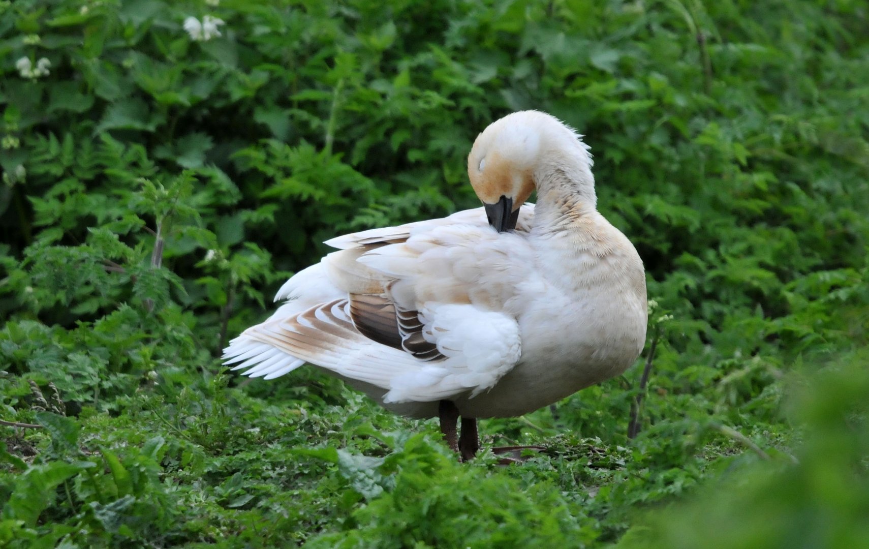 Slimbridge WWT identification please?