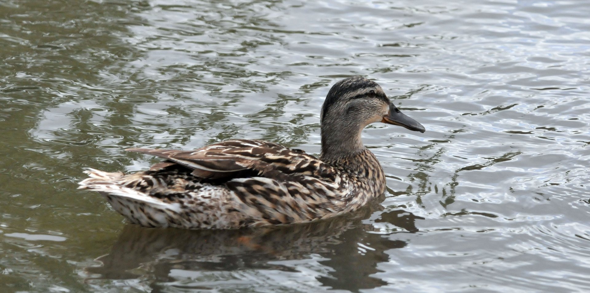 Slimbridge WWT identification