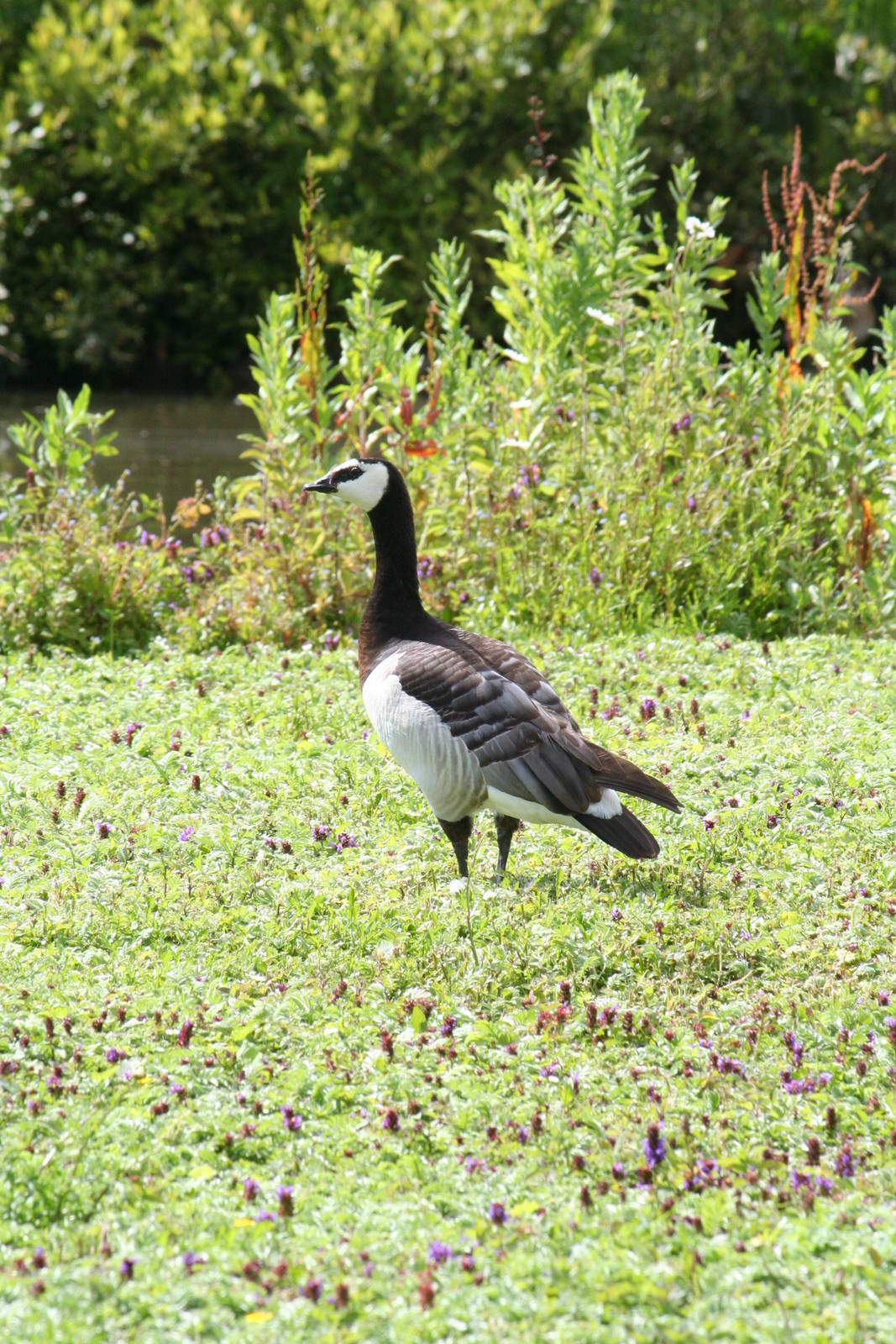 Slimbridge WWT