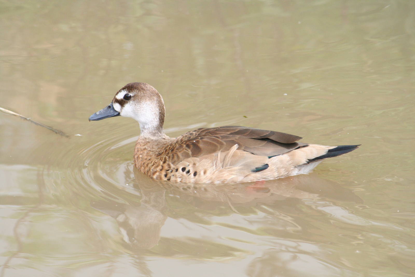 Slimbridge WWT