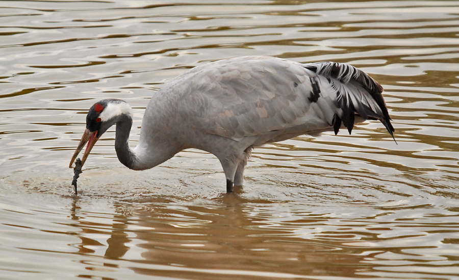slimbridge175