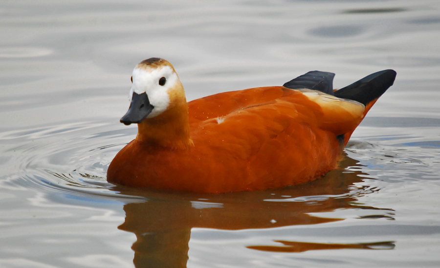 slimbridge179