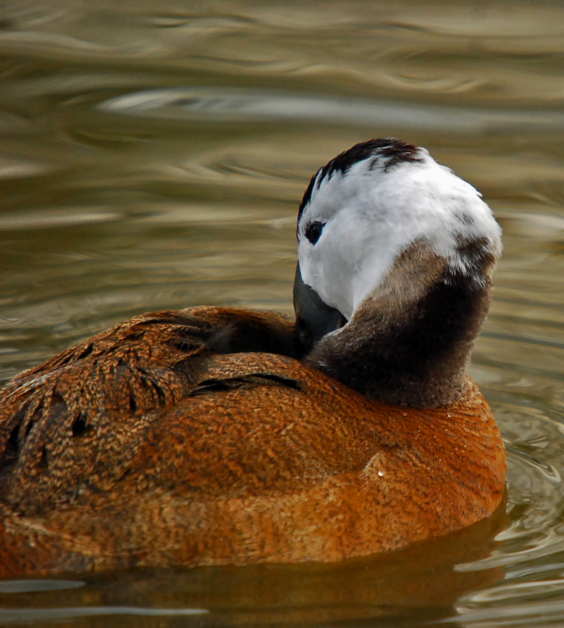 slimbridge185