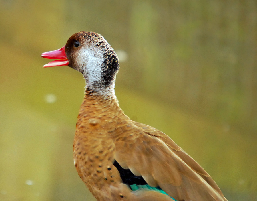 slimbridge276