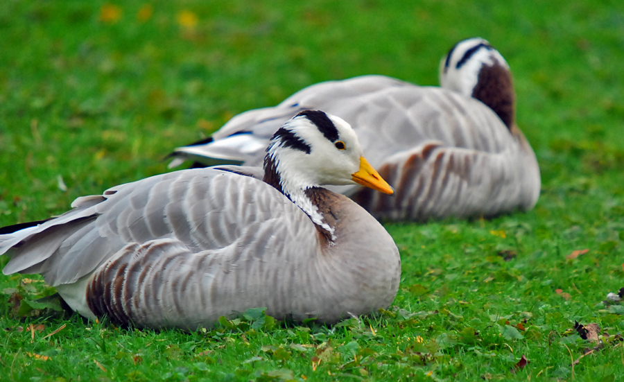 slimbridge343