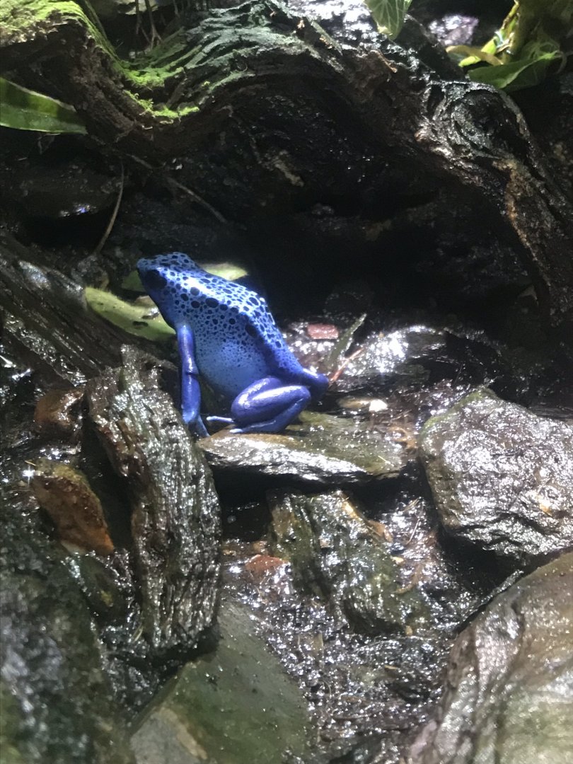 “Slime” - Blue poison dart frog 260519