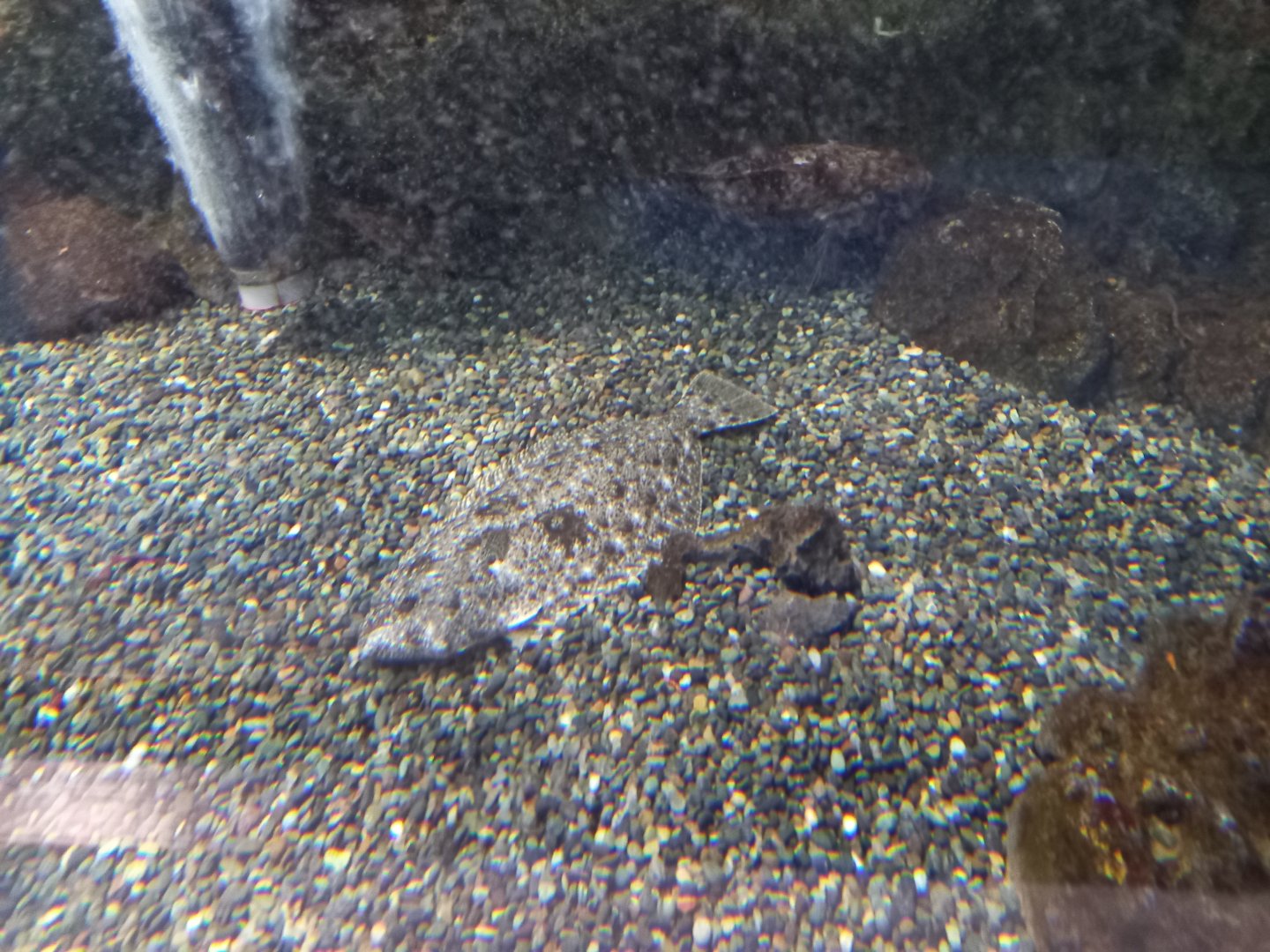 Slime Flounder and Rockfish sp (?), Xpark Aquarium